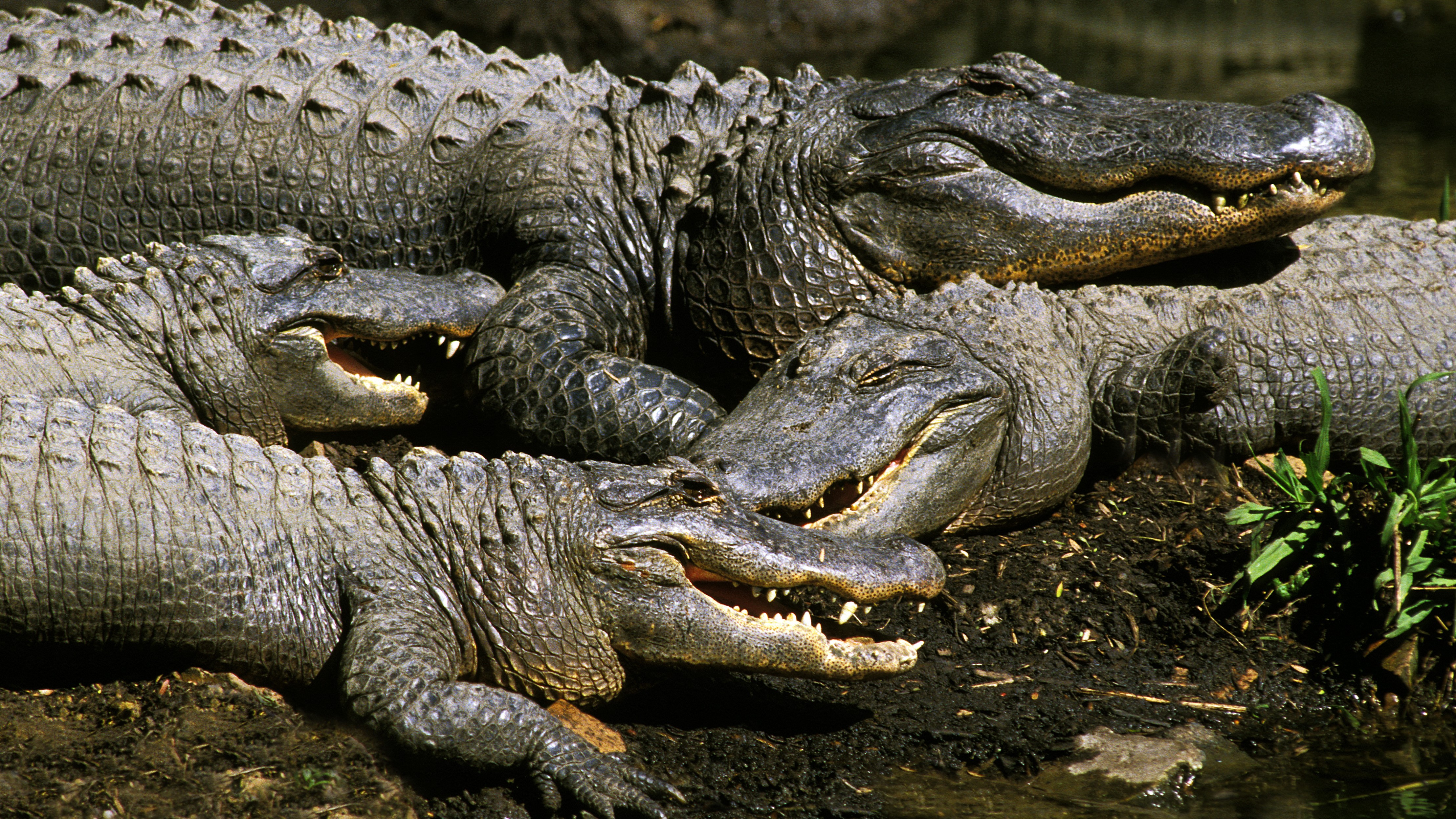 'They mated like mad': Low-flying helicopter sparks massive crocodile orgy in Australia