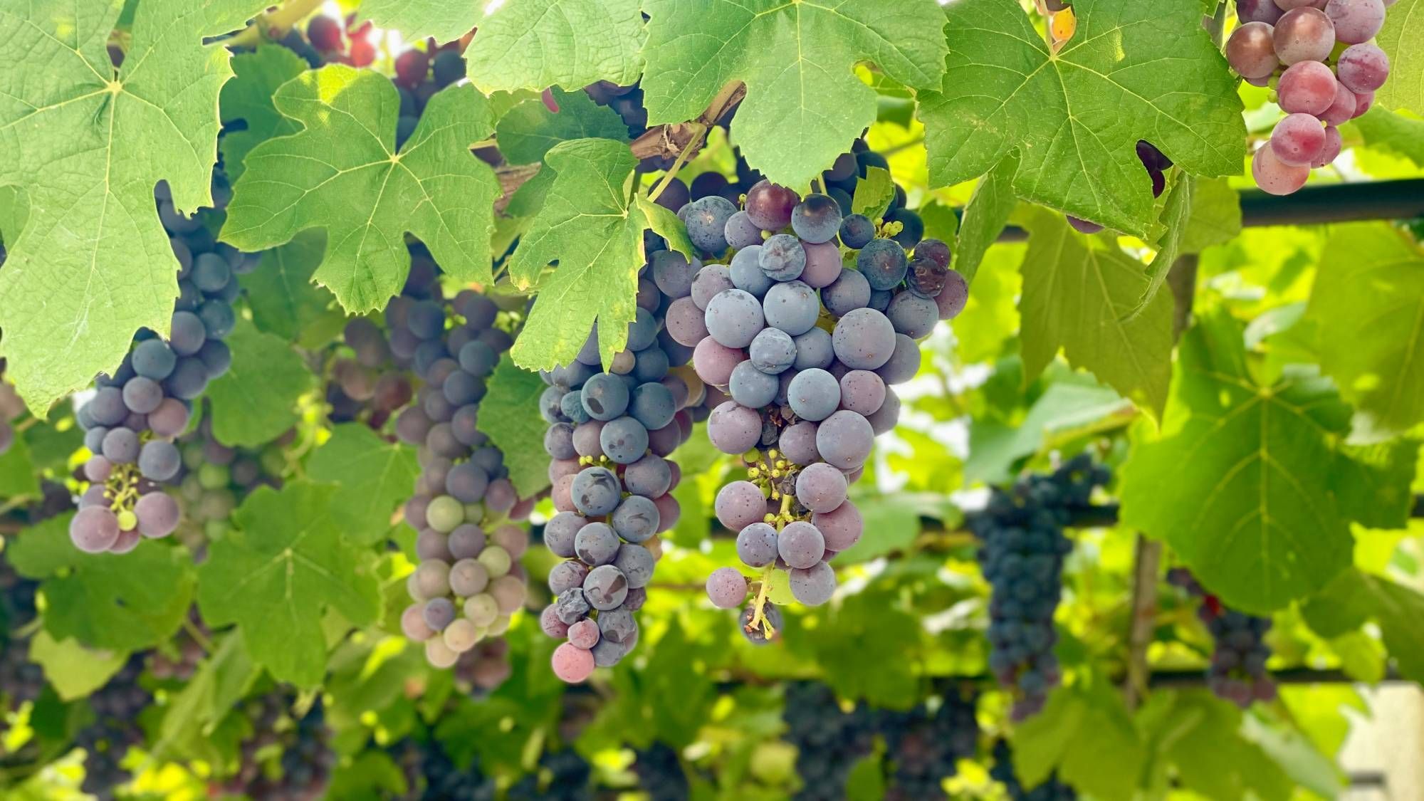 Grapevine Care Guide: Grow Strong, Productive Plants | Gardening Know How