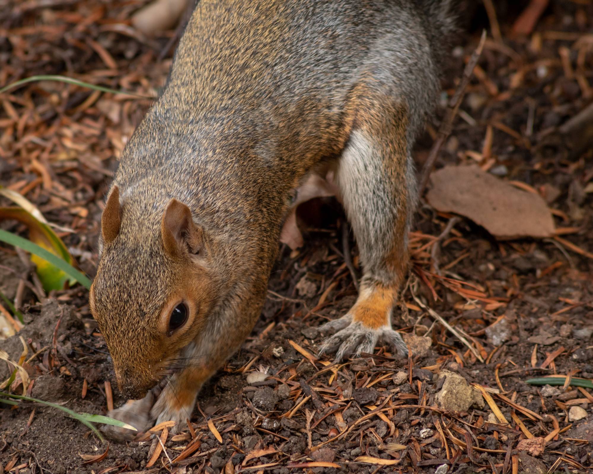 Squirrel digging a hole in a garden