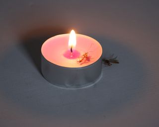 A tealight containing pink wax with dead insect