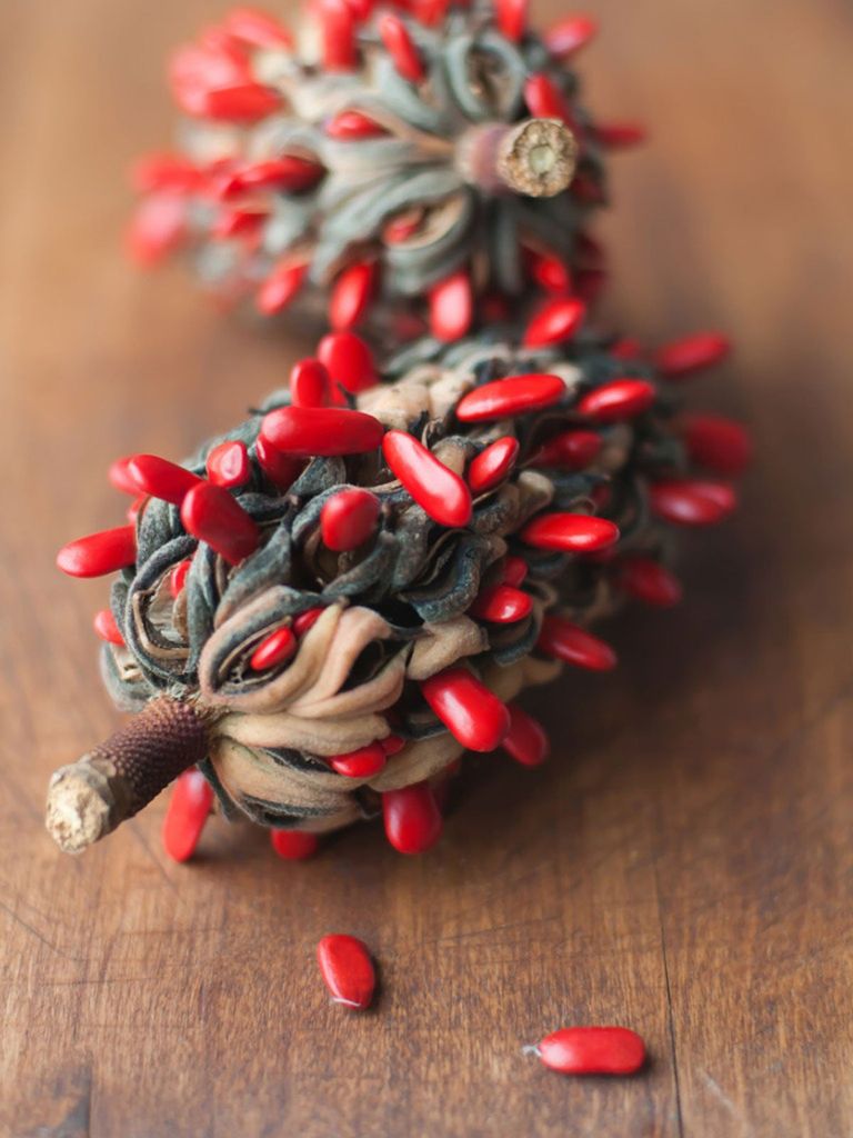 Magnolia Seed Pods - Tips For Growing Magnolias From Seed | Gardening