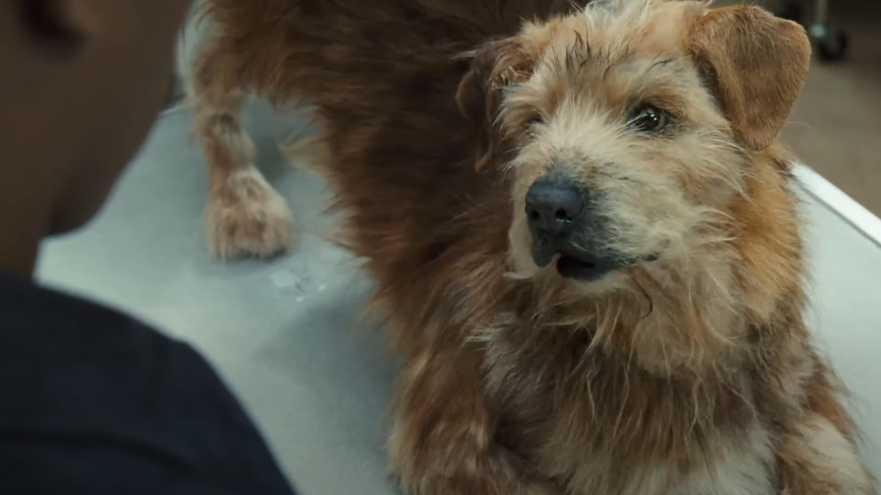 Norm Macdonald as Lucky at the vet in Doctor Dolittle