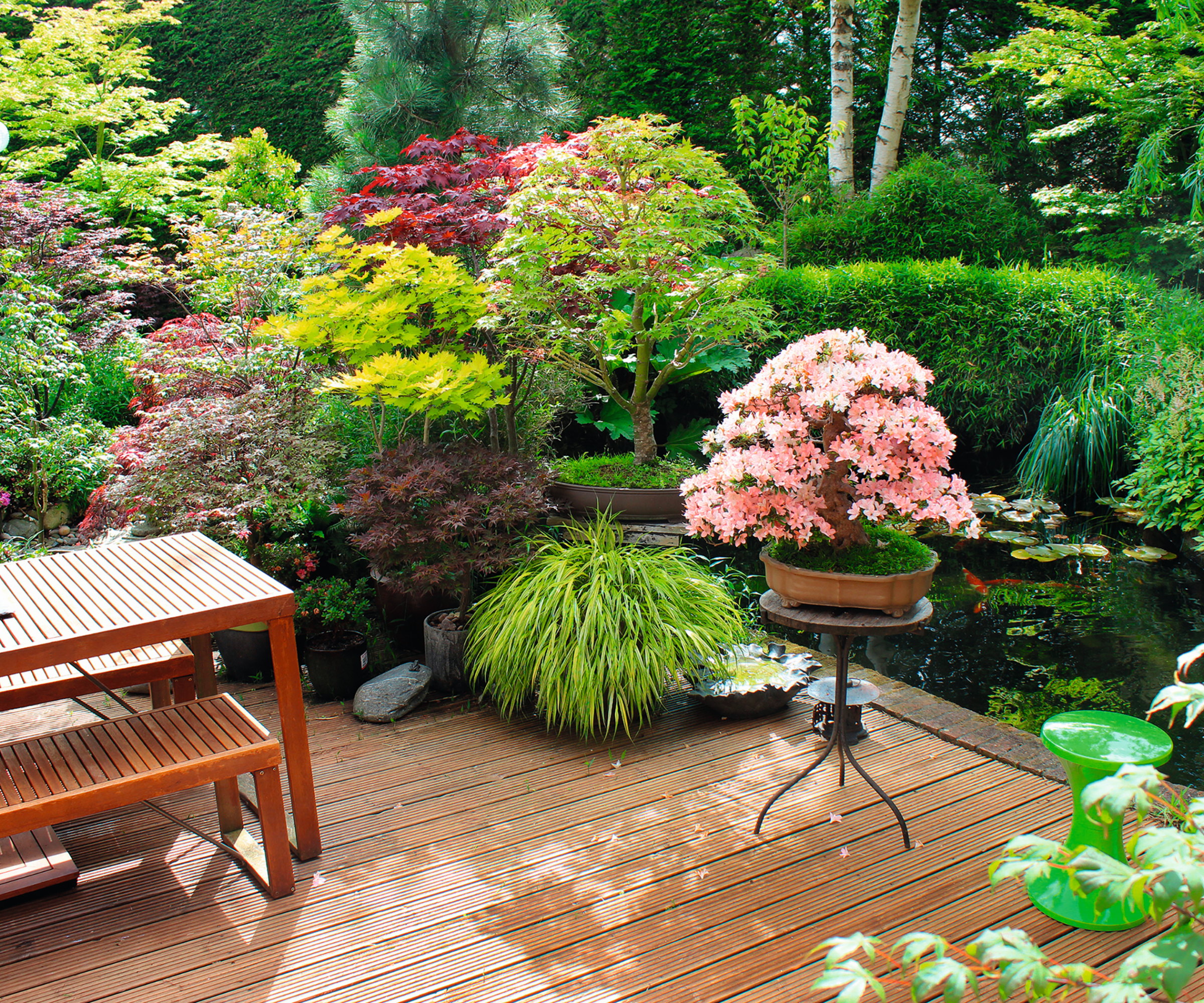 A Japanese garden featuring a Satsuki Azalea Bonsai Tree and koi carp pond