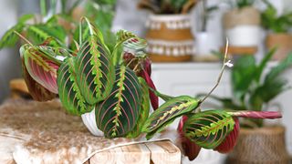 picture of a prayer plant on a wooden bench table