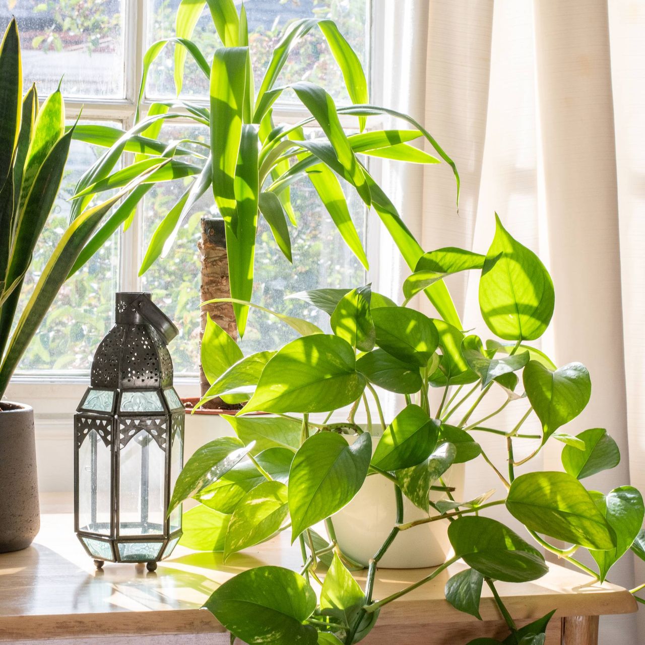 Low-maintenance houseplants