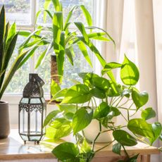 Low-maintenance houseplants