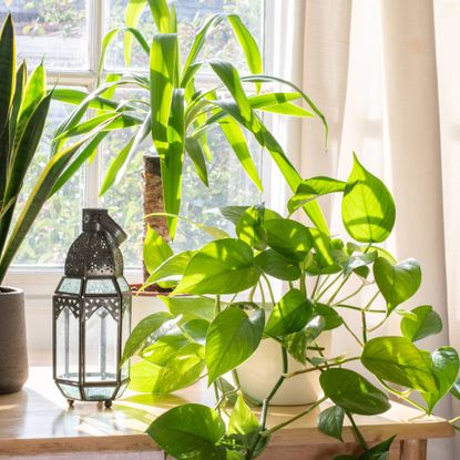 Low-maintenance houseplants