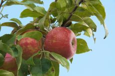 Zestar Apple Tree