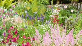 Flowers in a cottage garden