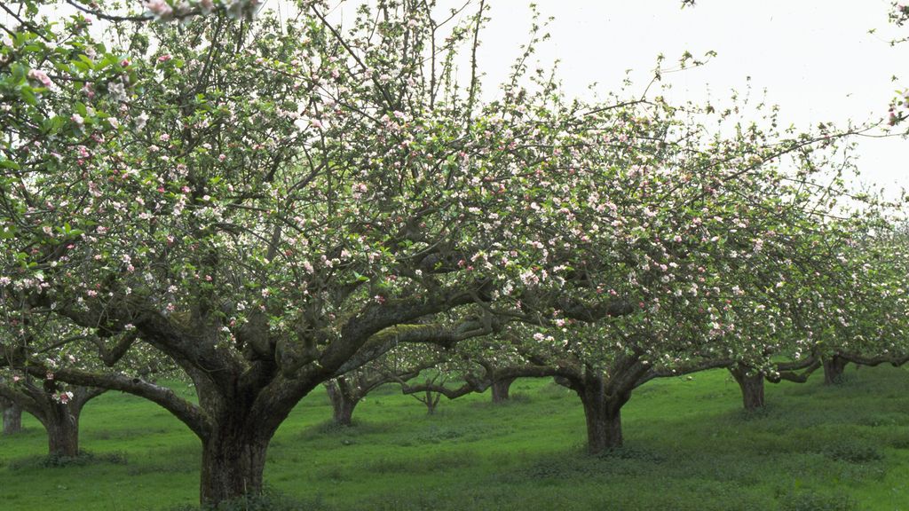 How to prune an apple tree and when to do it Homes & Gardens