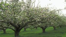 apple trees in blossom in an orchard