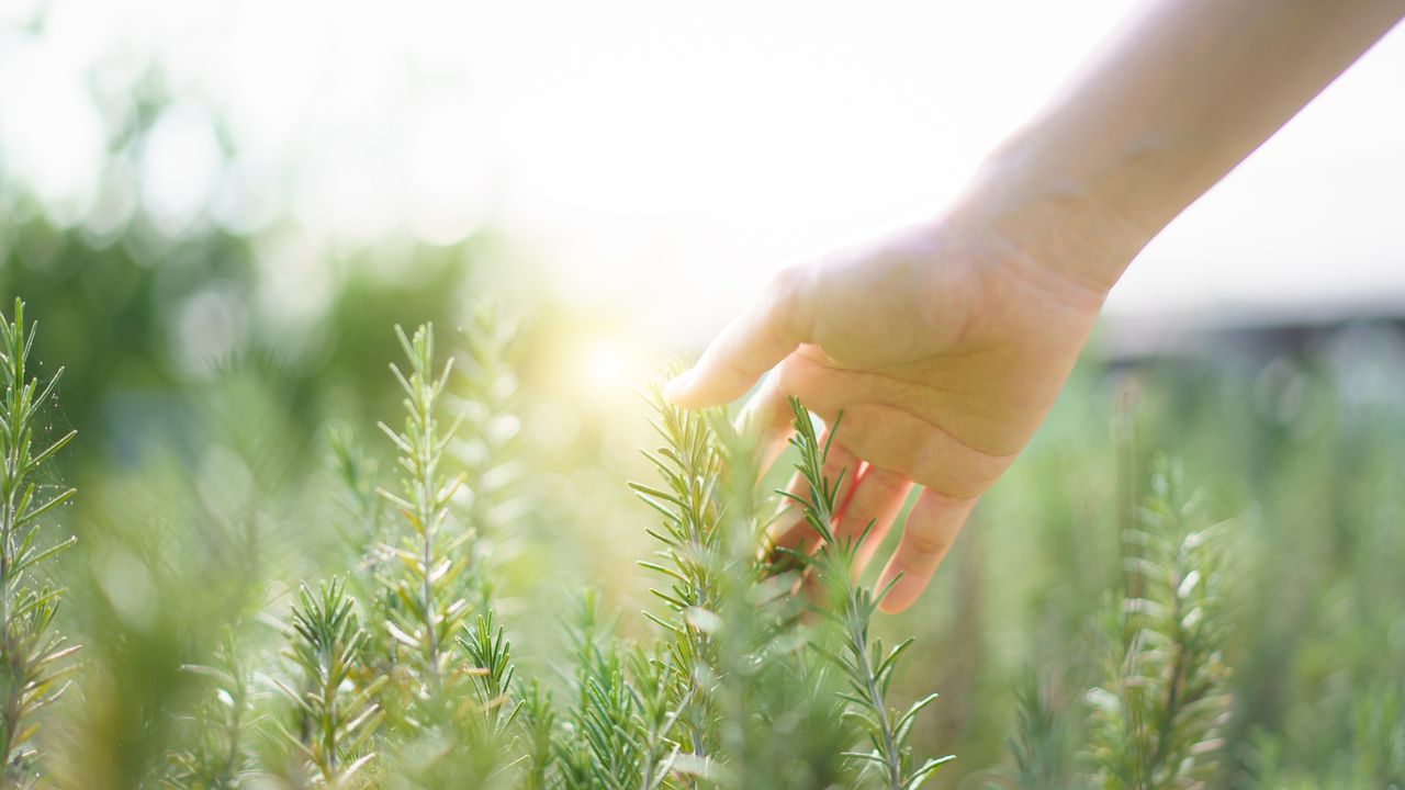 woman&#039;s hand touching rosemary 