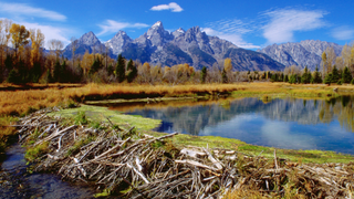 Beaver damn near Teton mountains