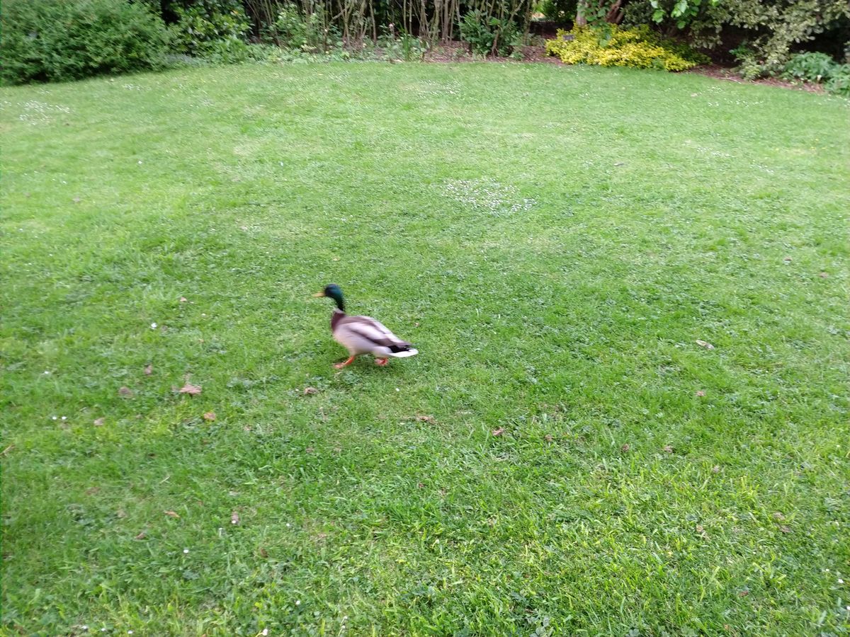 One of ten or so shots that all failed to nail this fellow on the move