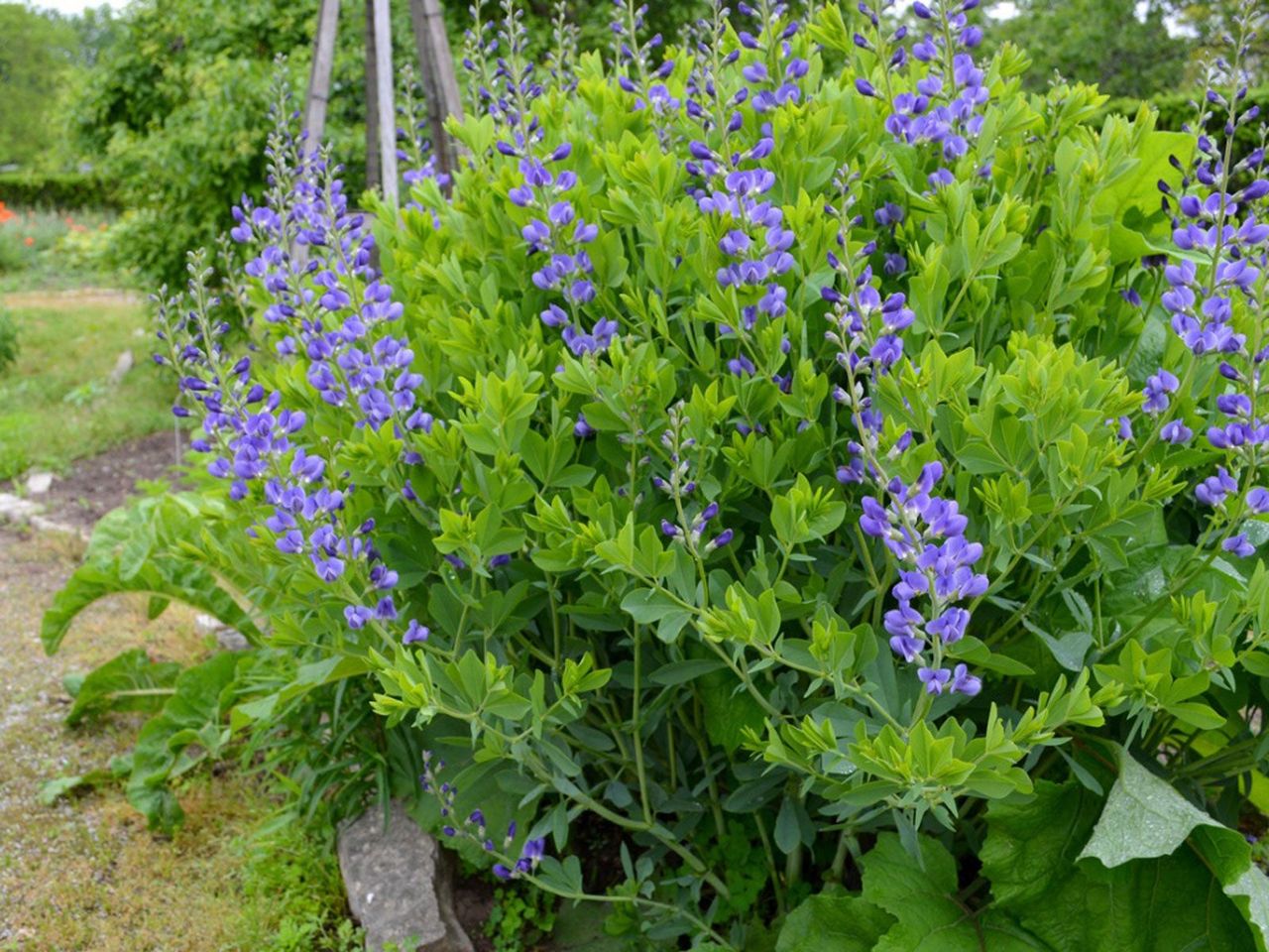 Purple Flowered Plant