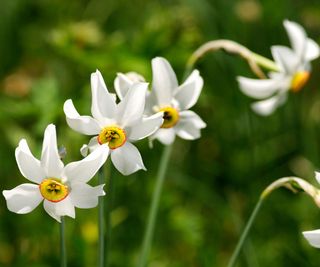 Poet's Daffodil, Pheasant’s Eye