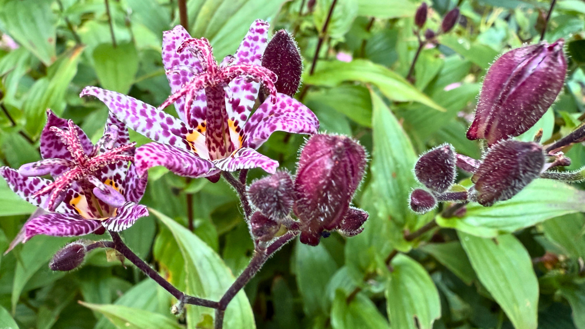The Late-Season Perennial That Refuses To Stop Flowering – And It Looks Just Like An Orchid!