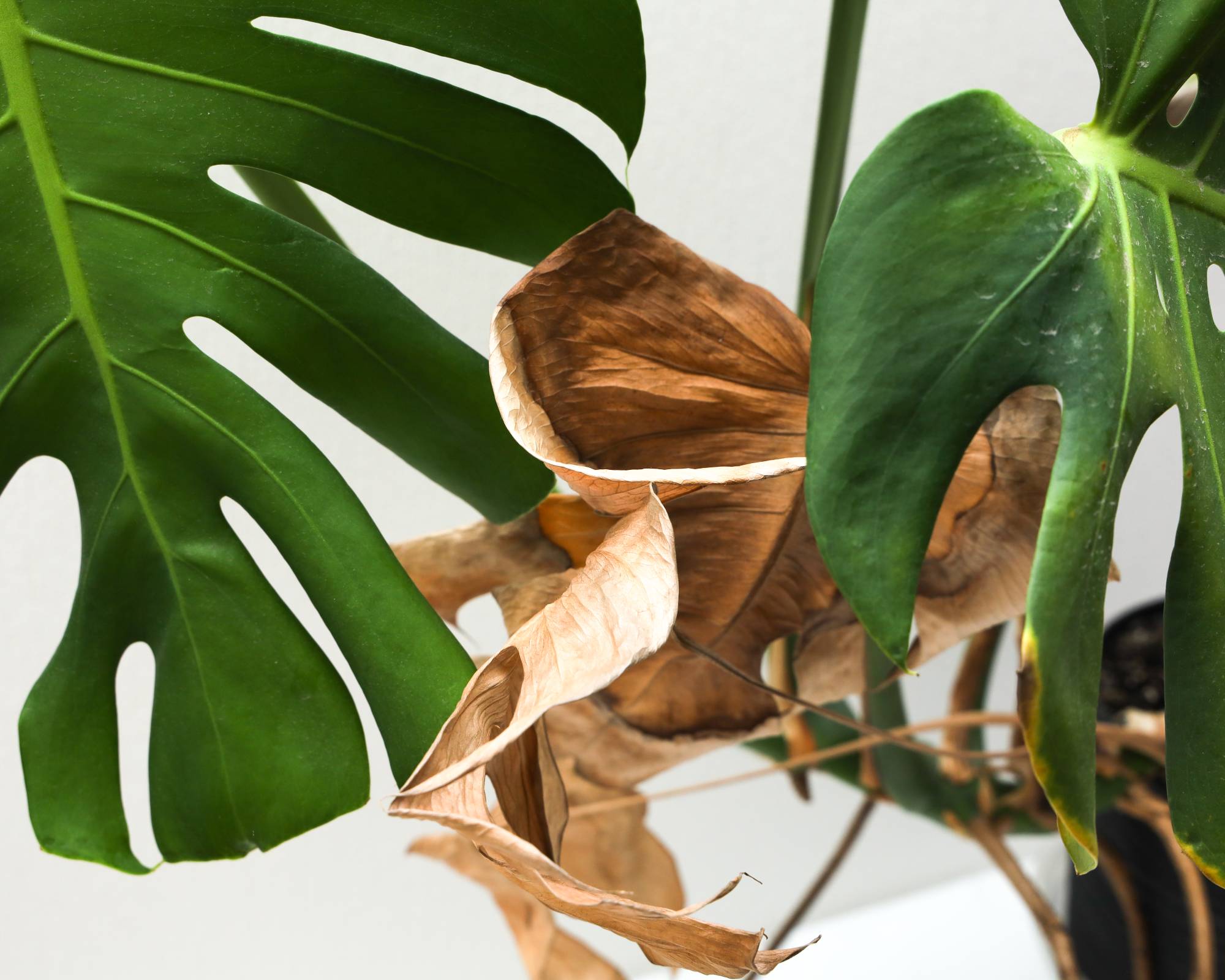 Brown dead leaves on monstera plant
