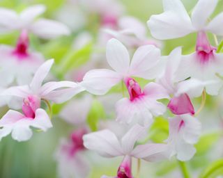 Calanthe orchid flowers