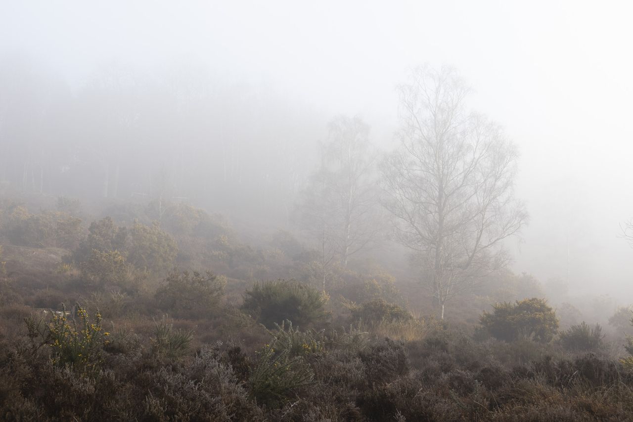 Trees in a common during a misty morning, taken with the Canon EOS R100