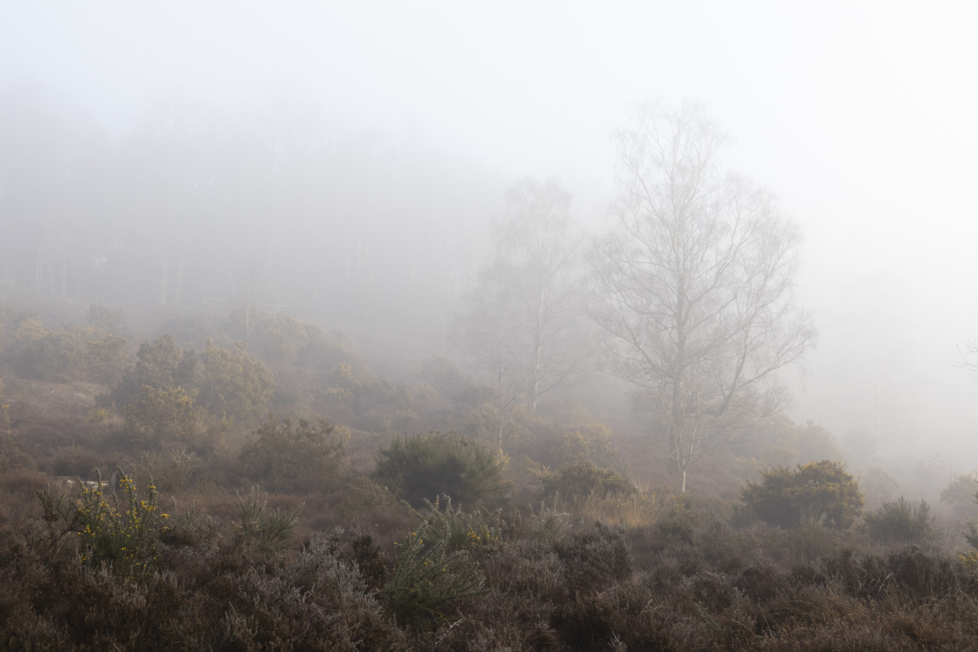 Trees in a common during a misty morning, taken with the Canon EOS R100