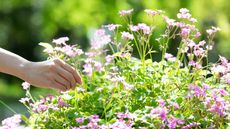 picking pink flowers
