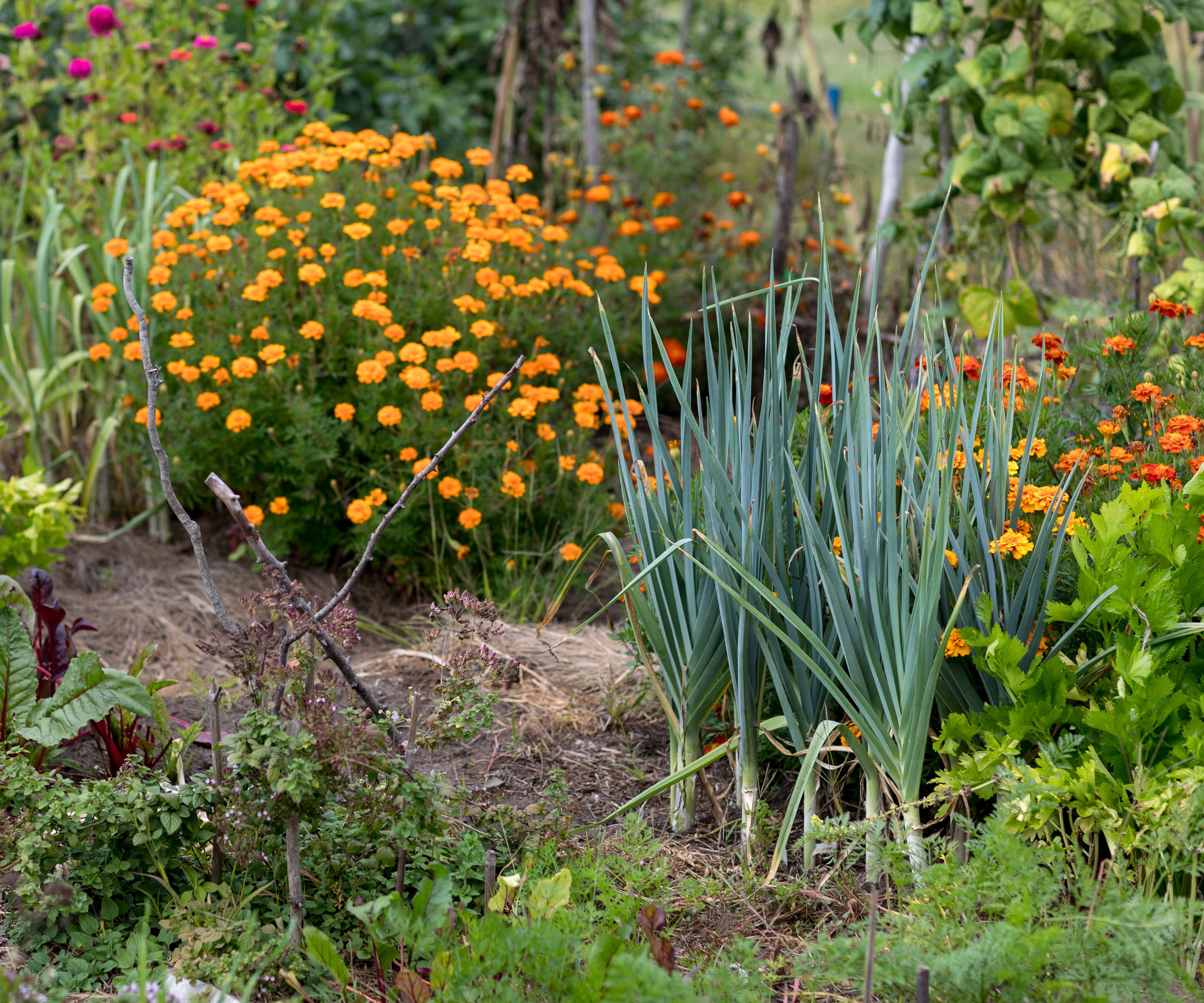 community garden with orange flowers and vegetables and a patch where a space has been cleared