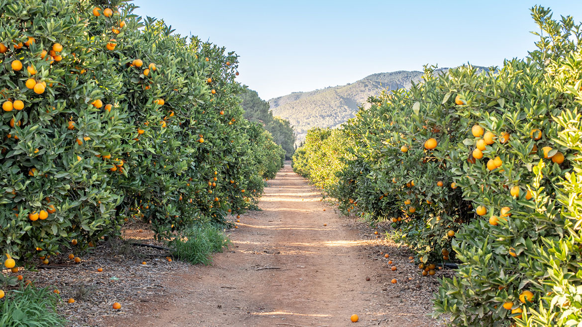 Orange groves at Atzaró Agroturismo Hotel