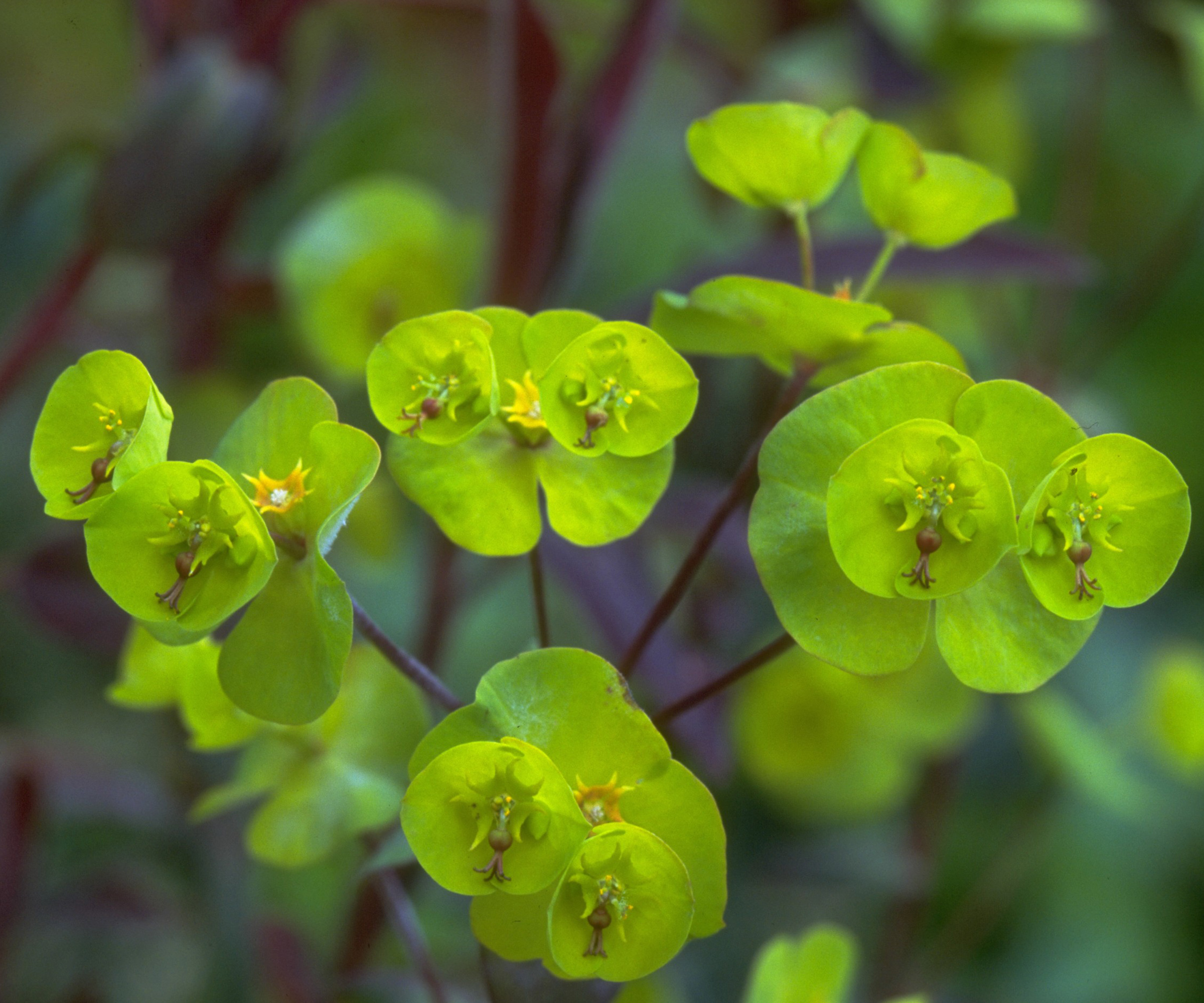 Euphorbia amygdaloides plant close up of acid green foliage