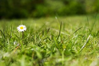 daisy in lawn