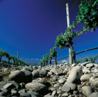 New Zealand: losing its premium place?