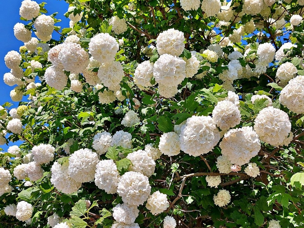 Viburnums With Big Snowy White Flowers