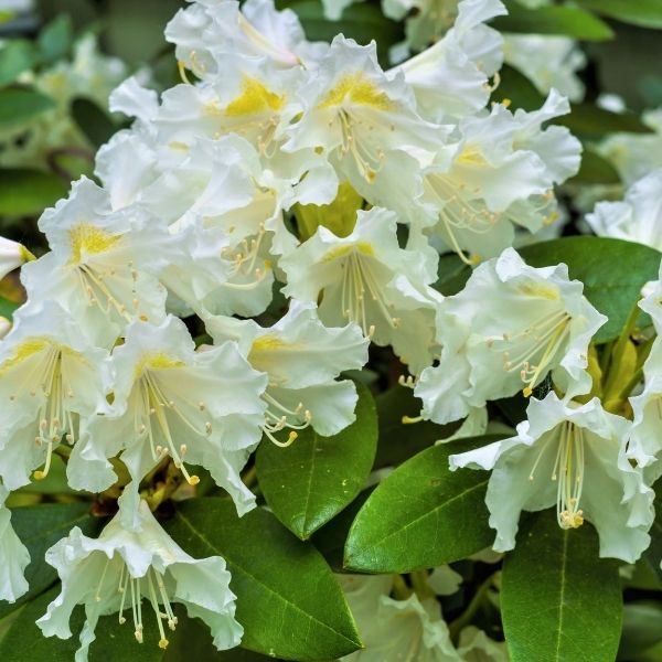 White Catawba Rhododendron - #2 Container