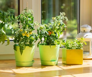 tomato plants growing in containers on sunny windowsill