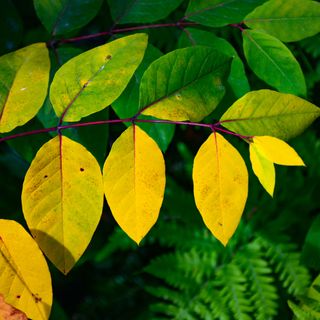 plant with yellow leaves - Yiming Zhao 500px- GettyImages-1427639130