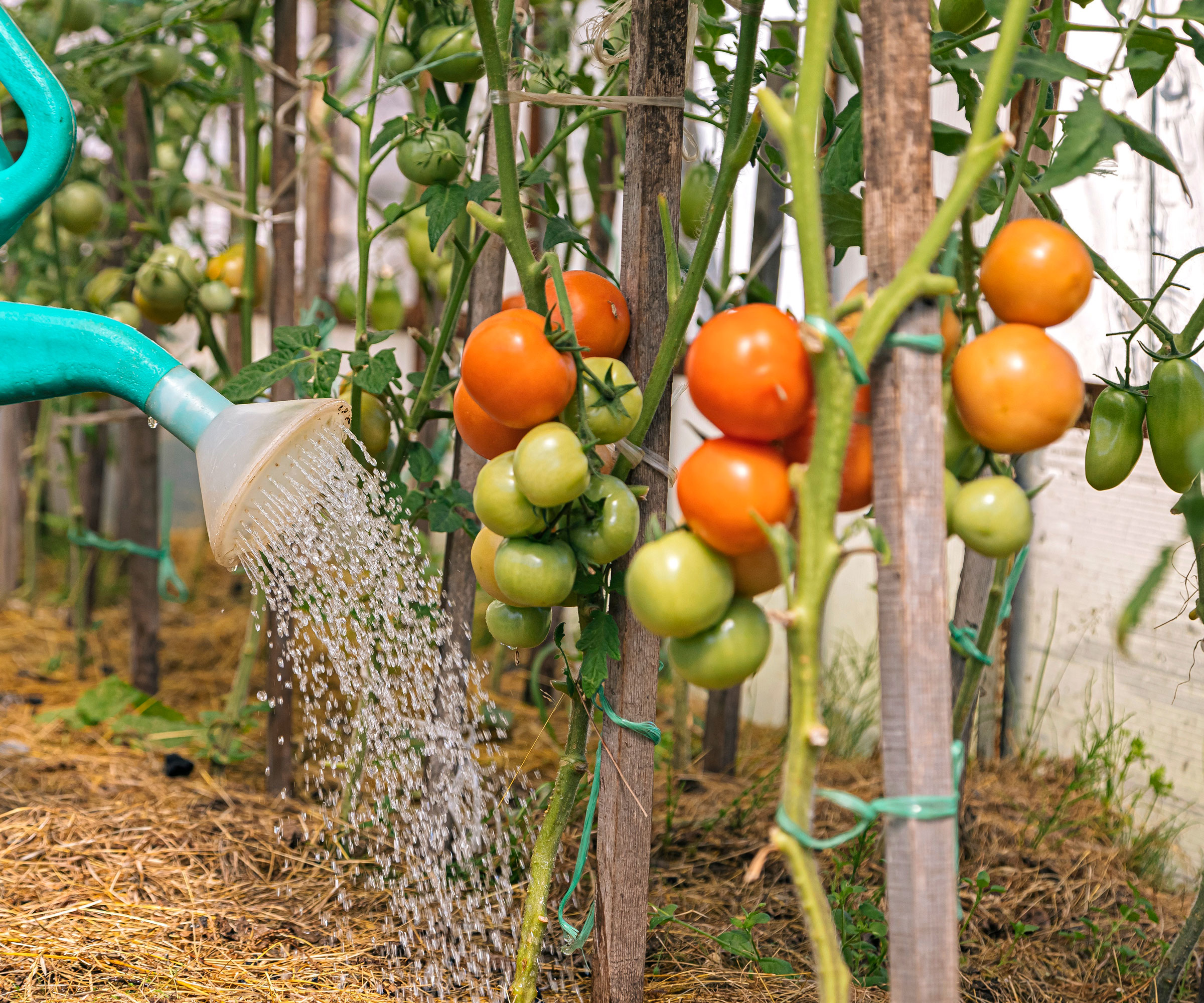 tomato plants with fruits and watering can