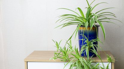 Spider Plant (Chlorophytum bichetii) with drops in blue ceramic pot, isolated on white wall background – grow spider plant babies