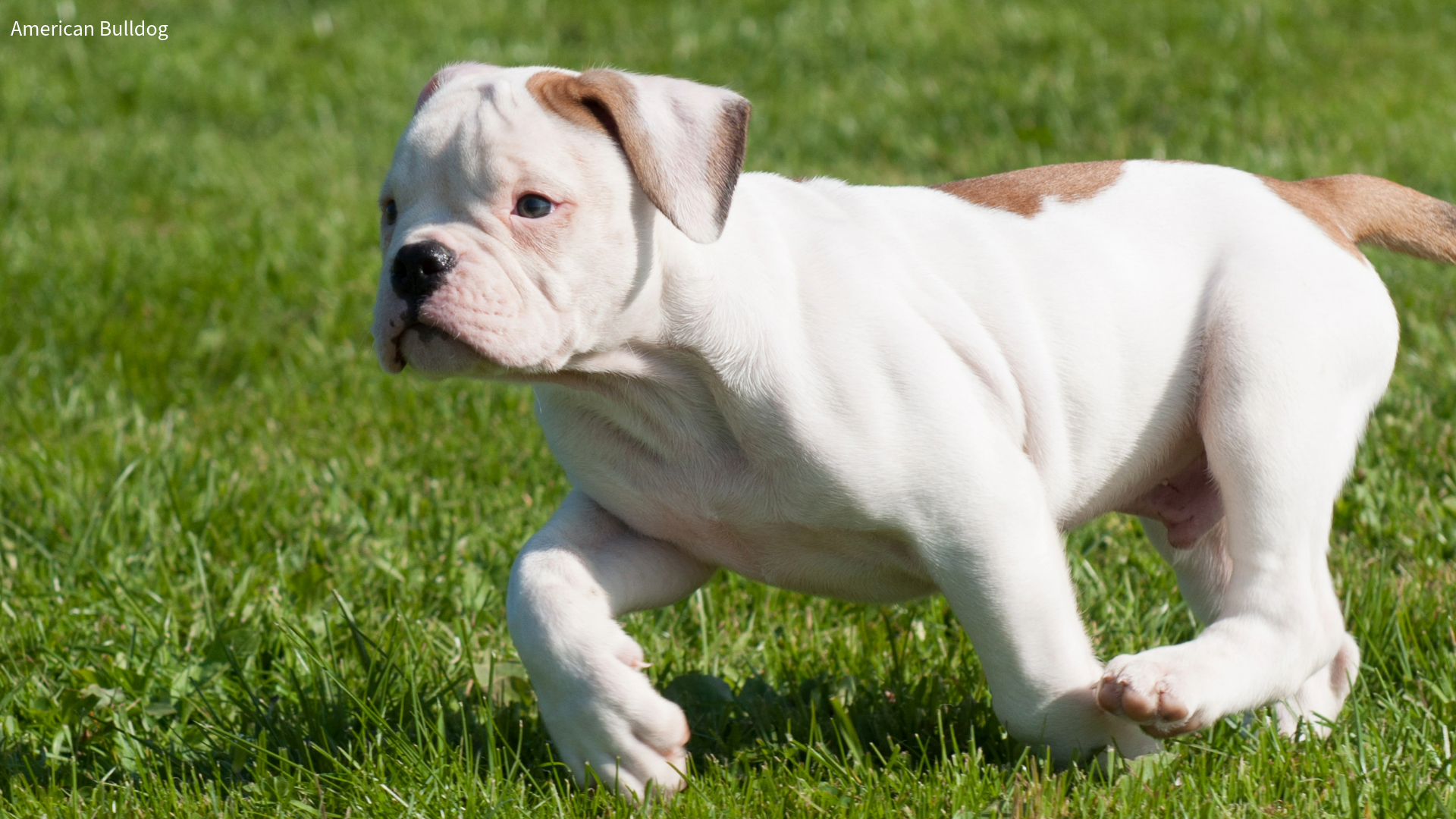 American Bulldog puppy running on grass
