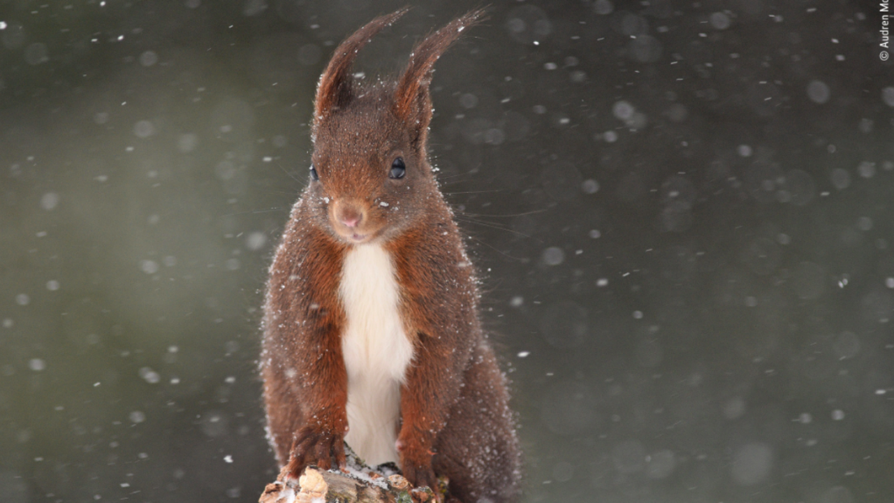 A squirell 