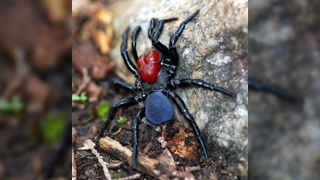 A male Mouse Spider (Missulena occatoria) in Para Wirra Recreation Park, South Australia