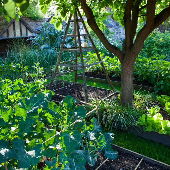 house with garden and plant