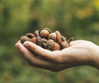 Collecting acorns