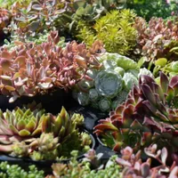 Sempervivum Mixed Pack of 6 | £14.99 at Amazon