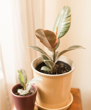 variegated rubber plant