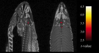 fMRI scan of a dead Atlantic salmon, showing a "false positive" signal that could be wrongly interpreted as brain activity. 