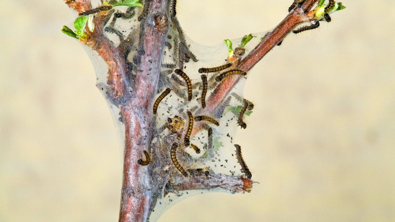 Western tent caterpillars on a tree