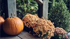 Fall porch with chrysanthemums and pumpkins