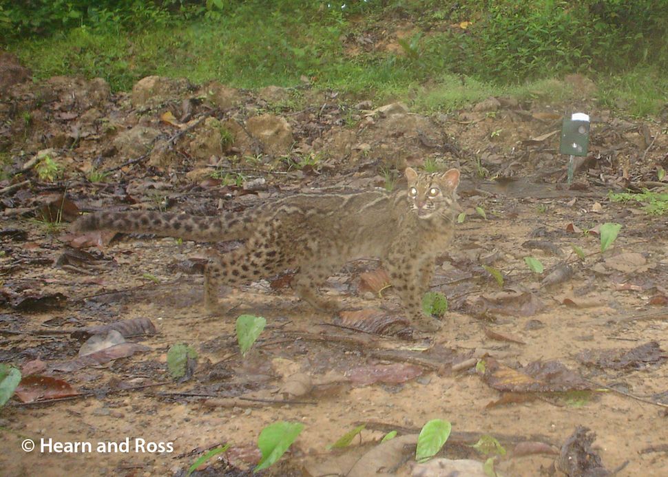 Photos The Secret Lives of Borneo's Mysterious Marbled Cats Live Science