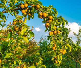 asian pears growing and ripening on trees in summer