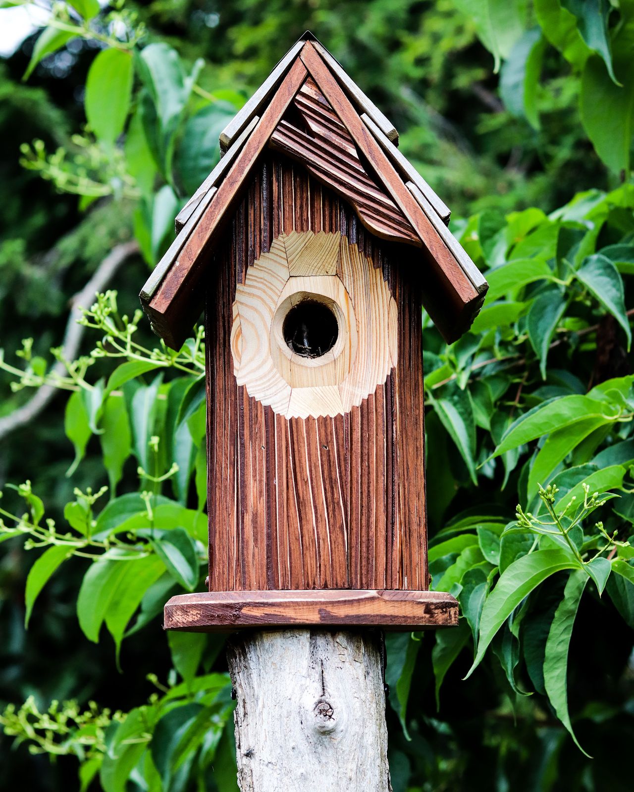 A nest box for birds is a must in a winter garden – here's why ...